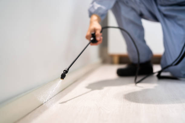 Professional exterminator conducting IPM assessment in Ansted